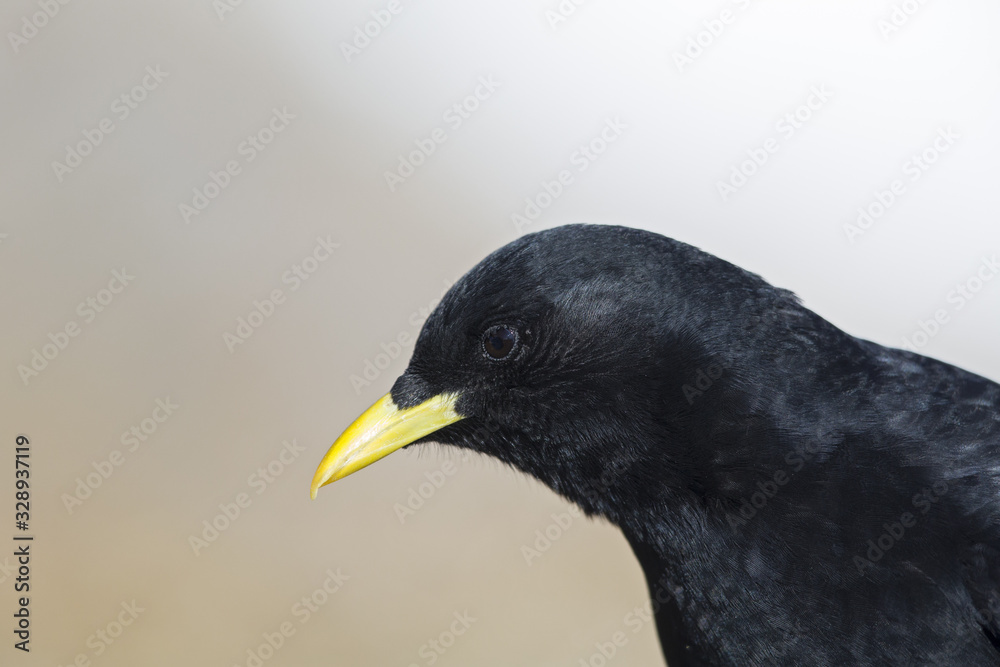 Obraz premium A portrait of an alpine chough perched at high altitude in the Alps of Switserland.