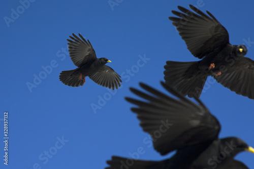 An Alpine chough soaring at high altitude in front of a blue sky in the Alps of Switserland. Sharp image photographed with a wide-angle seeing lens.