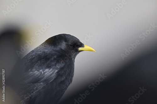 A portrait of alpine chough perched at high altitude in the Alps of Switserland.