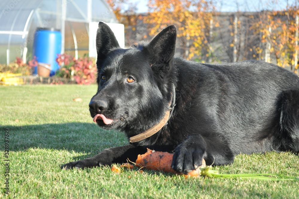german shepherd dog on the grass german shepherd dog on the grass