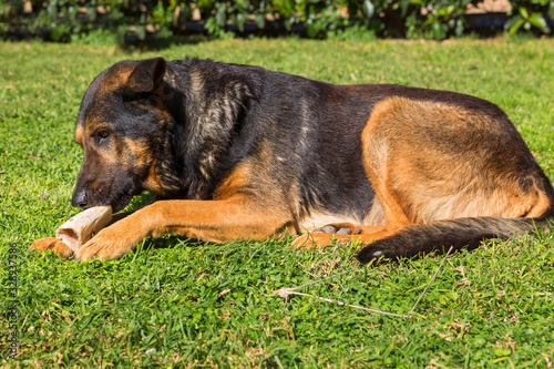 Big dog o has a bone on the grass © Santorines