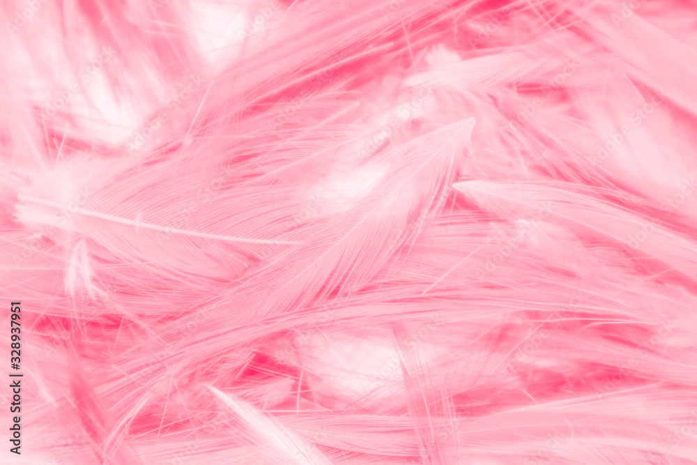 Beautiful abstract colorful white and pink feathers on white background and soft white feather texture on white pattern and light pink background valentine day Beautiful abstract colorful white and pink feathers on white background and soft white feather texture on white pattern and light pink background valentine day