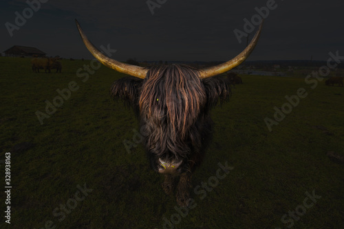 Photography Scottish Highlander
