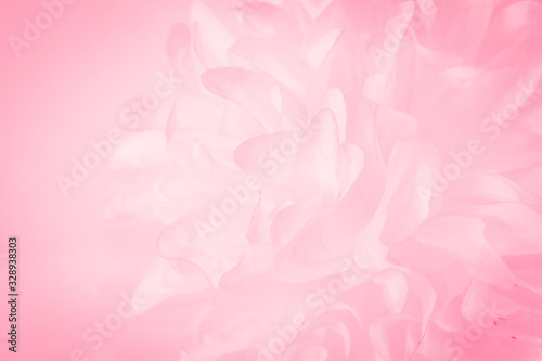 Beautiful abstract color white and pink flowers on white background and white graphic flower frame and pink leaves texture, pink background, colorful graphics banner happy valentine day © Weerayuth
