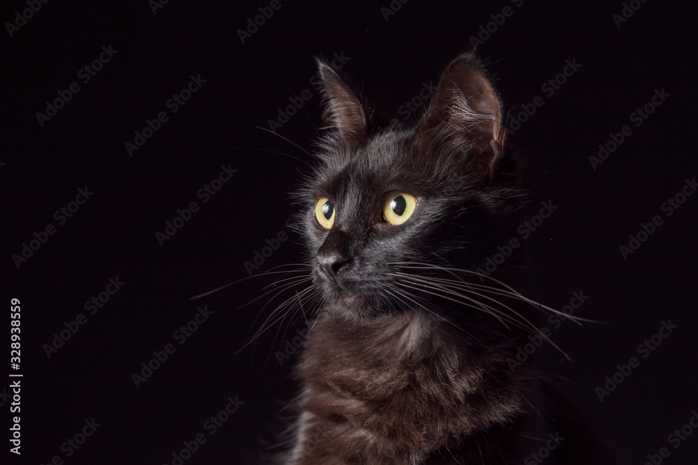 Pet portrait: black cat with yellow eyes and an attentive look, dark background