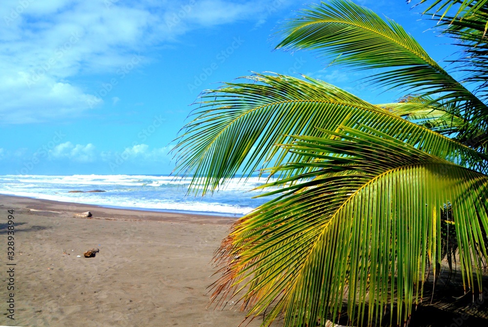 Palm on a beach in Tortuguero