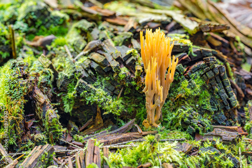 A beautiful yellow orange Coral Mushroom growing on decaying wood, surrounded by moss.