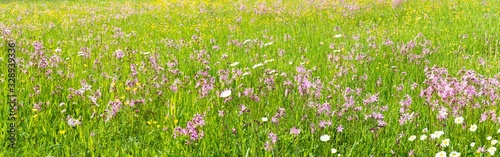 flowers on field with copy space at springtime