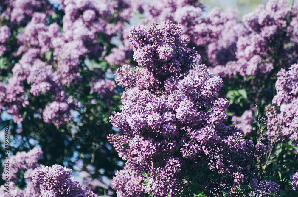 Obraz premium Spring lilac flowers