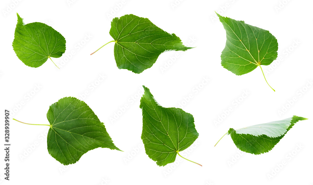 linden leaves isolated linden leaves isolated