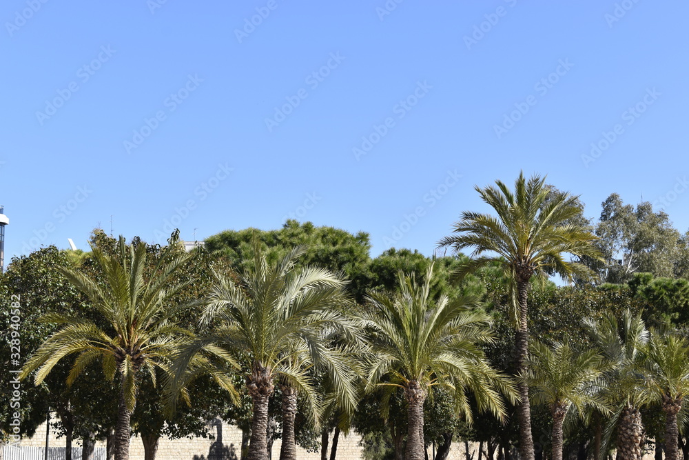 palm trees on the park