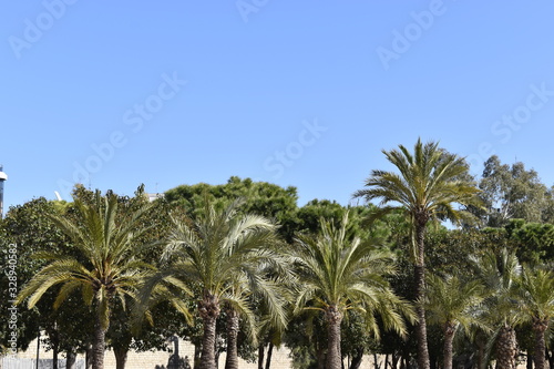 palm trees on the park © Vladzimir
