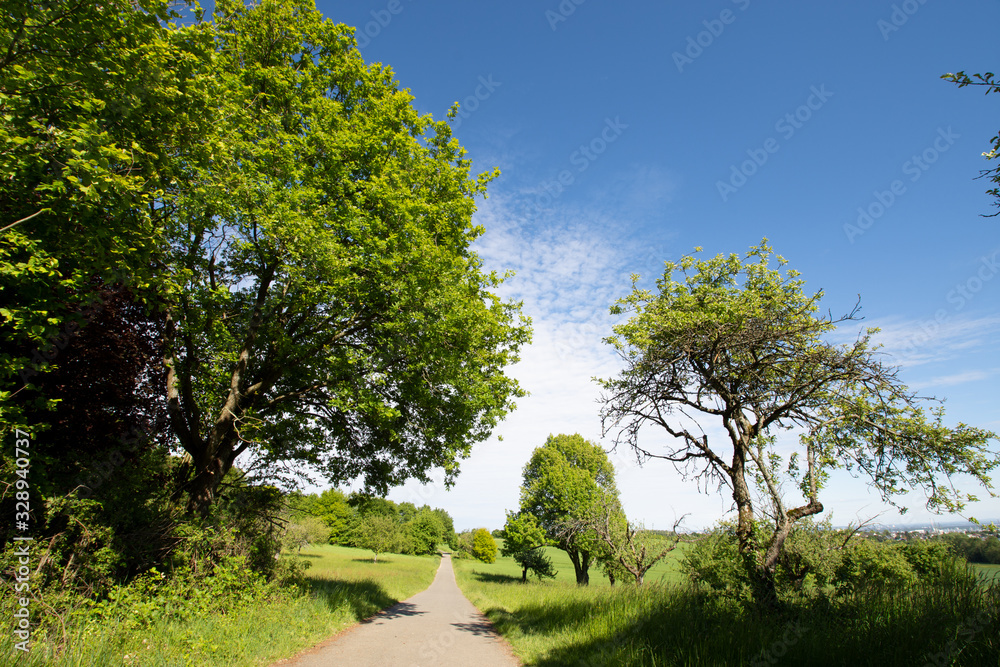 Fototapeta premium Feldweg