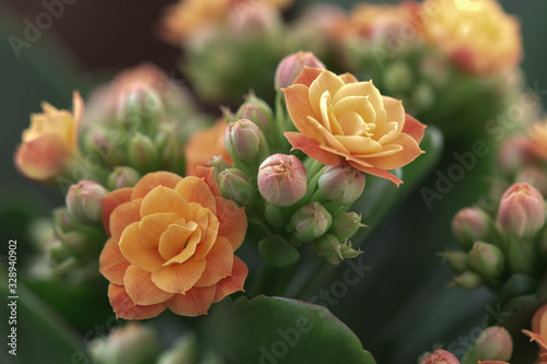 Kalanchoe flowers