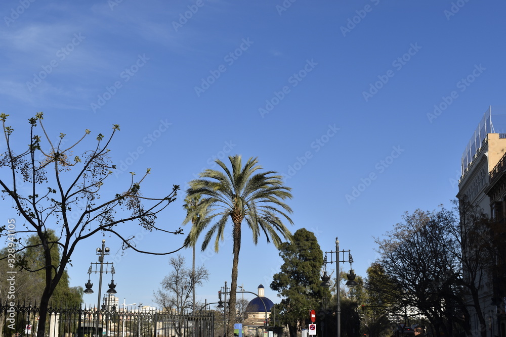 palm trees and blue sky