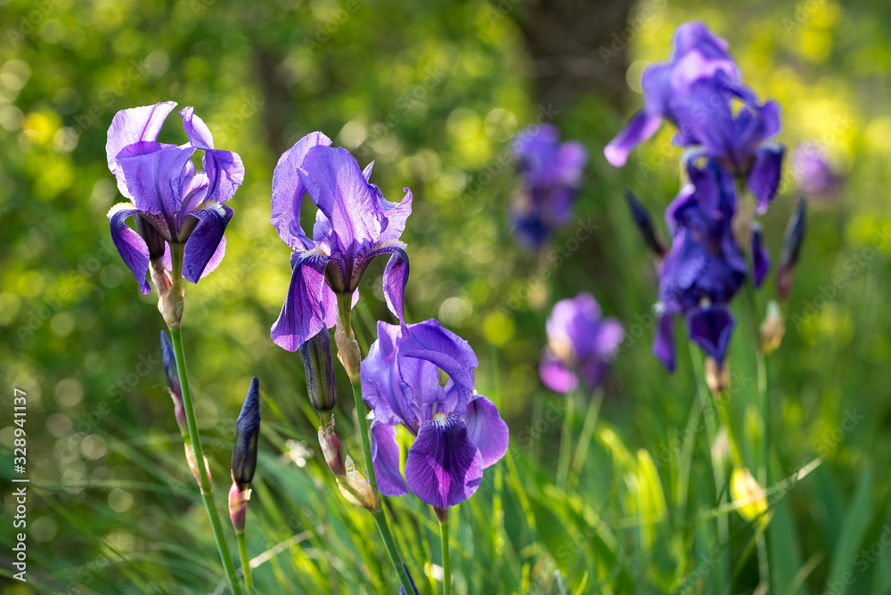  Schwertlilien Iris germanica im Frühling