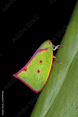 Carthaeomorpha rufipes, a planthopper from Costa Rica photo