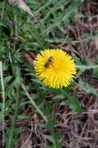 bee on yellow garden flower