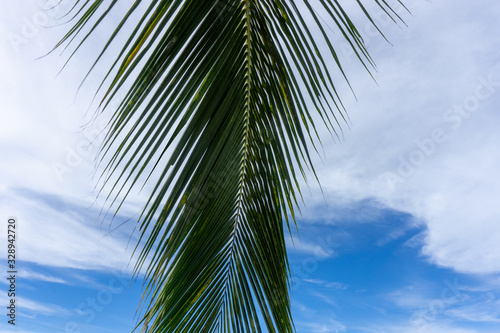 Palm Leaf and Beautiful blue sky with clouds.