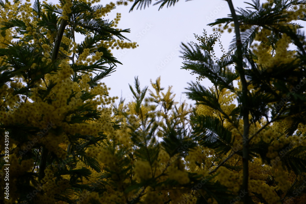 Fototapeta premium Mimosa tree flowers beauty