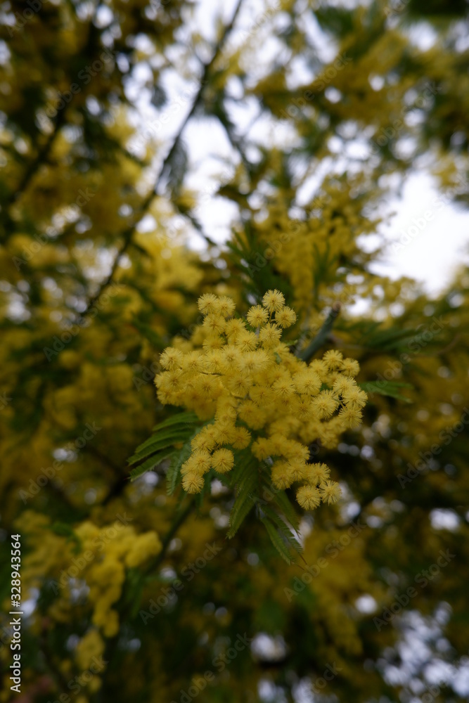 Obraz premium Mimosa tree flowers beauty