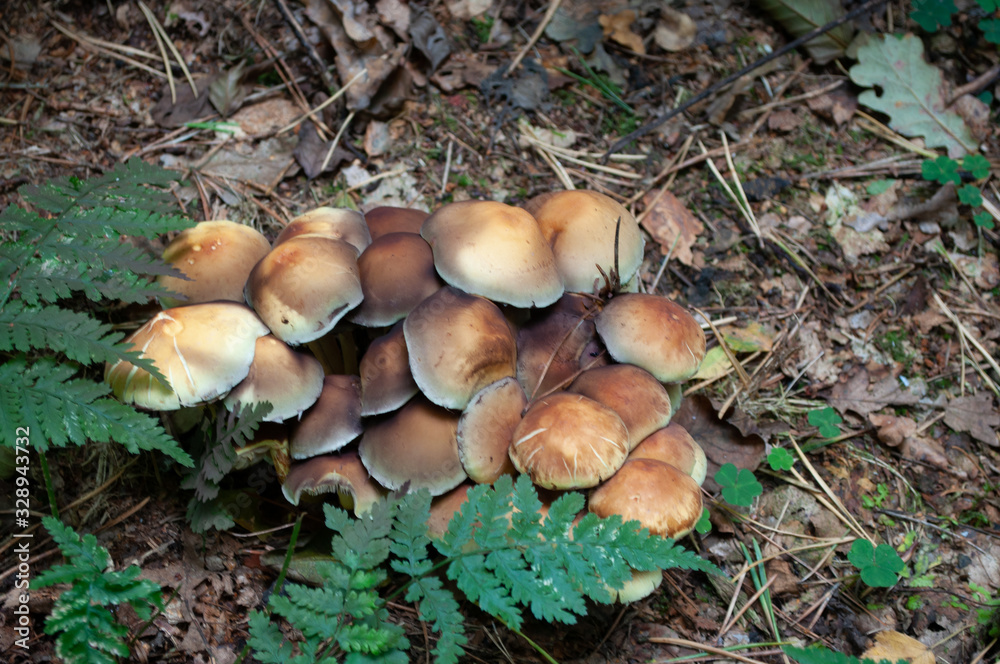 pilze pilze