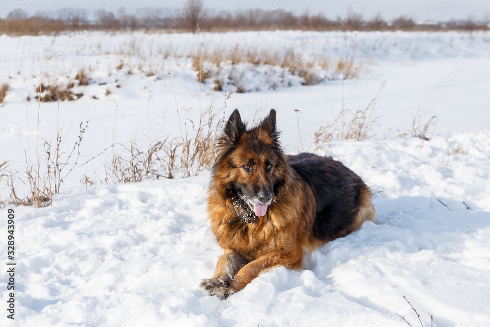 German shepherd dog lies in the snow on a winter day. German shepherd dog lies in the snow on a winter day.