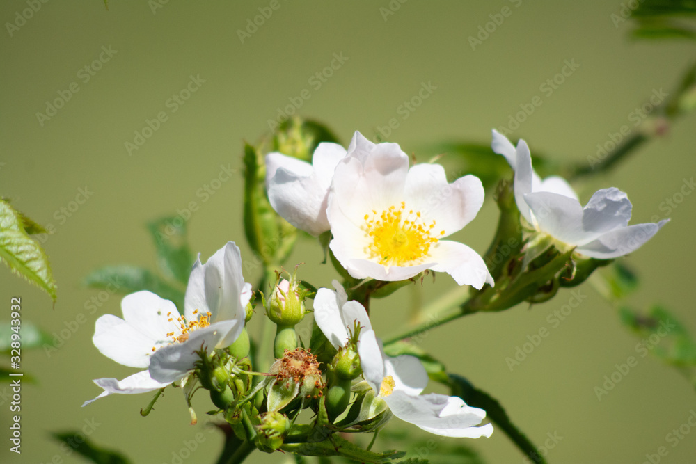 Obraz premium Hagebutte