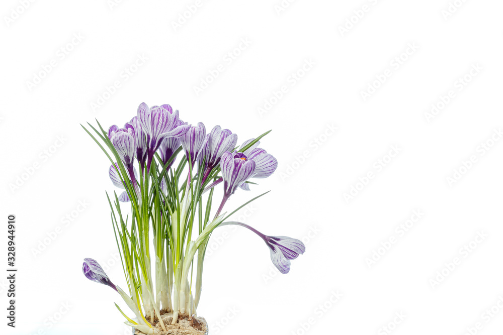 beautiful Crocus flowers with dew drops on a white background beautiful Crocus flowers with dew drops on a white background