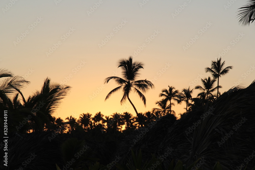 palm trees and sunset in Dominicana 