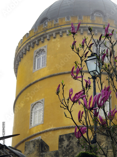 Quadro su tela Flores violetas de magnolio brotando en contraste con color ocre de torre al fon