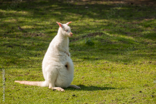 White kangaroo. Albino kangaroo. Very rare specie of kangaroo called albino/white kangaroo. photo