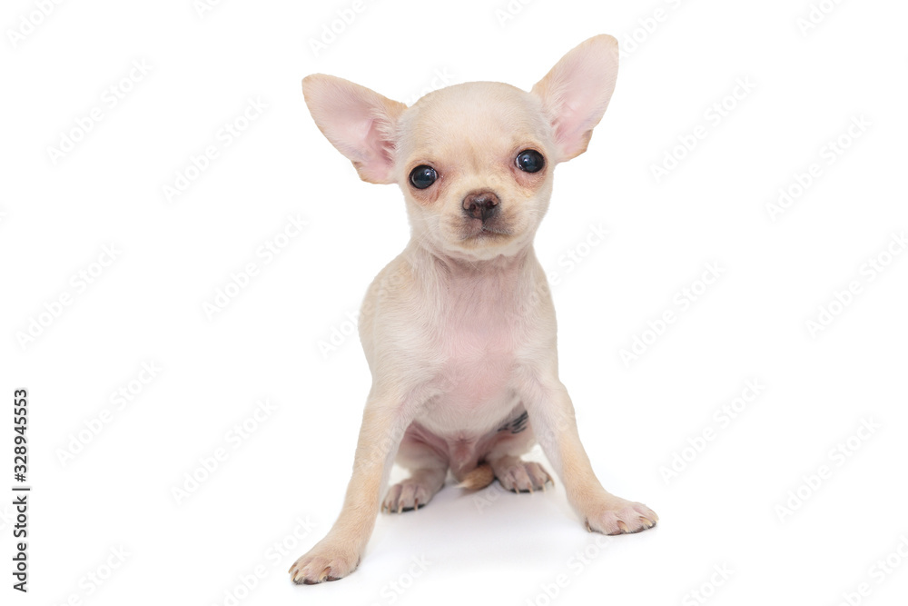 White color Chihuahua puppy
