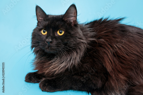 Beautiful black mongrel cat
