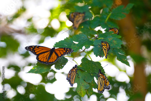 Monarch Clusters During Fall Migration 