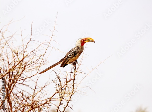 Southern yellow-billed Hornbill in South Africa photo