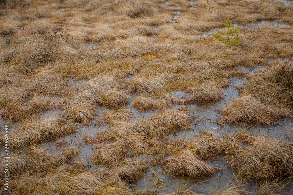 the background of yellow swamp close up.