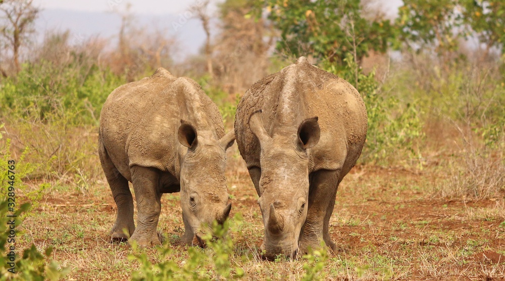 Rhinoceros at Kruger National Park in South Africa Rhinoceros at Kruger National Park in South Africa