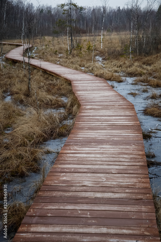 wooden walkway in the forest swamp. Well maintained wild Park