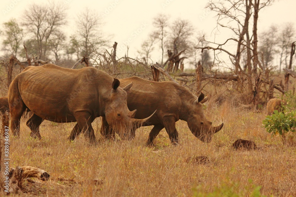 Rhinoceros at Kruger National Park in South Africa