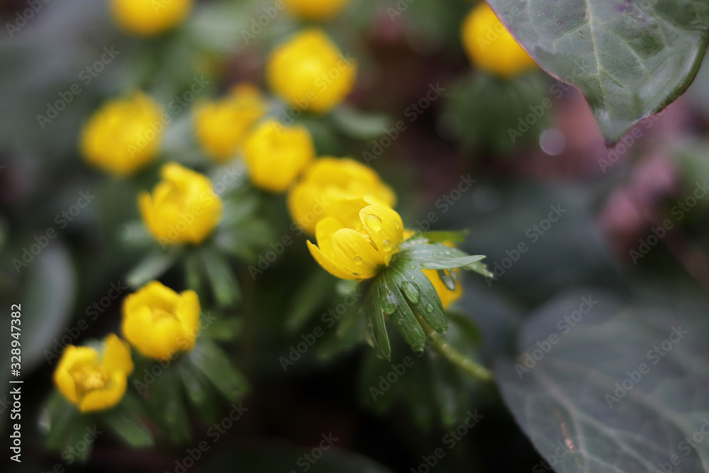 yellow springtime eranthis flowers close up yellow springtime eranthis flowers close up