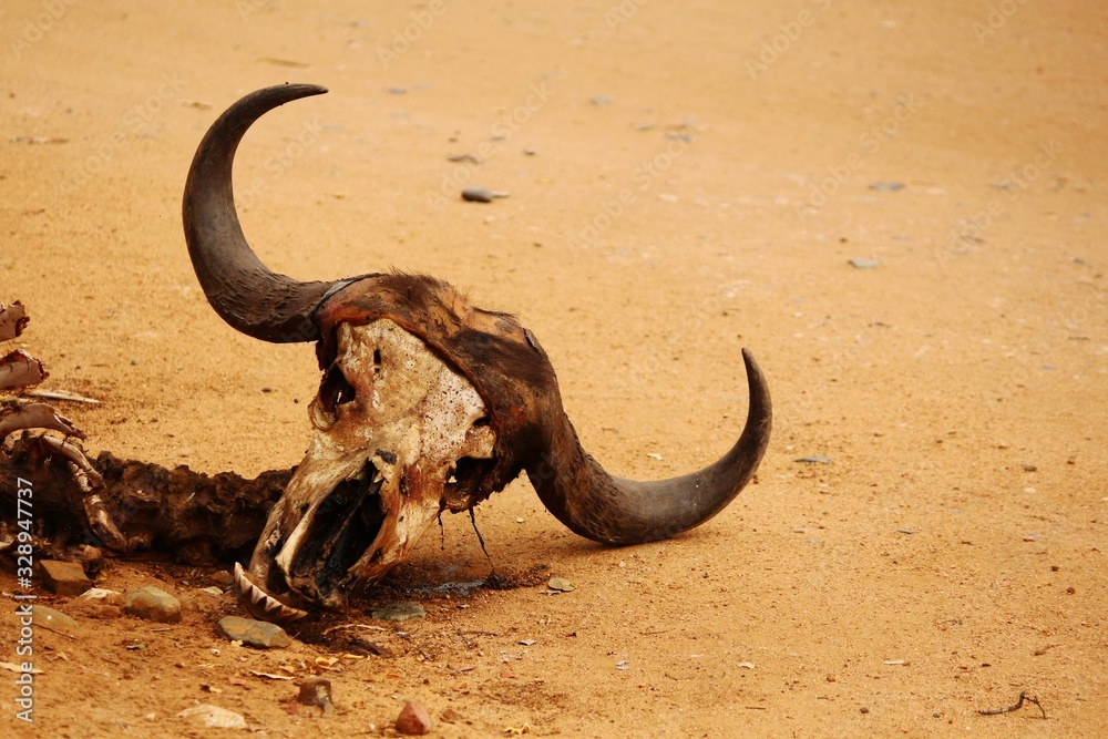 Fototapeta premium Skull of a dead Buffalo at Kruger National Park.