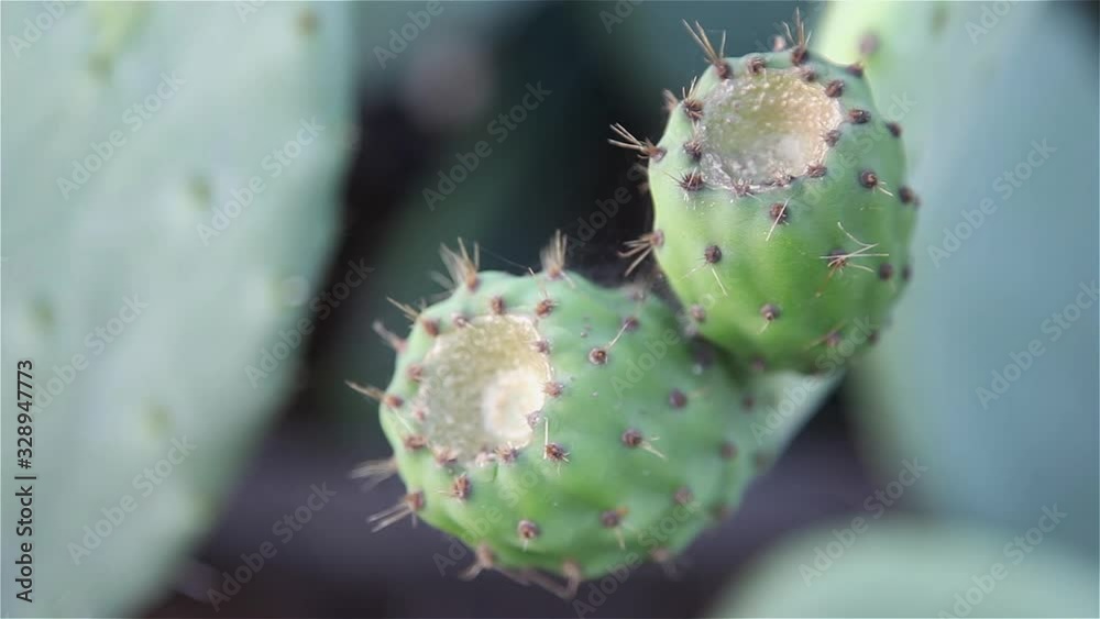 fruit fig of a cactus species, Opuntia cactus indica fruit fig of a cactus species, Opuntia cactus indica