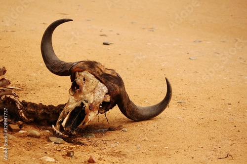 Skull of a dead Buffalo at Kruger National Park.
