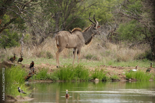 Foto Young kudu bull looking down at the waterhole