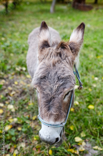 Cute donkey with long mane at natural park. The bright colors of fall.Autumnal Park.