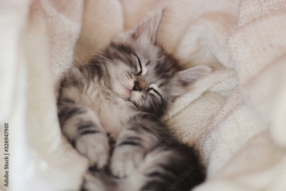 Tabby kitten sleeping in blanket