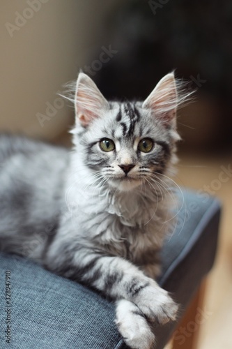 Silver tabby cat with paws crossed
