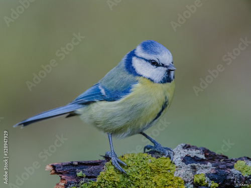 blue tit on a branch © KKern