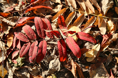 Bright fallen leaf of autumn rowan tree